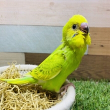 最新画像有ります❗️優しい瞳で射止めちゃう💘ちょっぴり控えめなセキセイインコのスパングル🌟