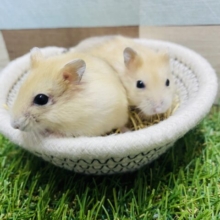まるもち💕イエローはむちゃんに癒されませんか〜🥰