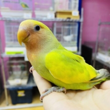 最新画像有ります🌟パッと明るいお色が素敵です〜🤩コザクラインコのタイガーチェリー‼️