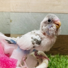 最新画像有ります⭐️白くてワタワタなキューティーヒナさん💕セキセイインコのハルクイン❣️