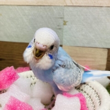 最新画像有ります❗️淡いお色で優しい癒されカラ〜🩵セキセイインコのスパングル❣️