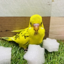 最新画像有ります❗️明るいボディに黒い模様がおしゃれです✨セキセイインコのハルクイン❣️