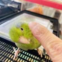 群青色の差し色💙✧₊⁺⋆ 手乗りマメルリハ(ノーマルグリーン)さん､男のコ🌟♂