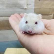 あわ〜い私だけの世界へようこそ❤️ルビーアイイエローハムスター女の子🎀
