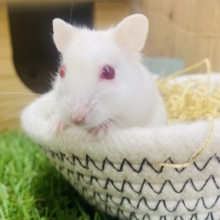 ちょこちょこ〜💨キラキラな赤目に注目です☝️❗️ルビーアイイエローハムスター男の子🌟