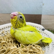 パッと鮮やかアメリカンイエロー✨マメルリハインコの女の子🩷