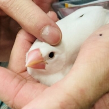 動画更新🆙まっちろなかわいい甘えんぼさん💟イチオシ白文鳥さん🤍´˘`*