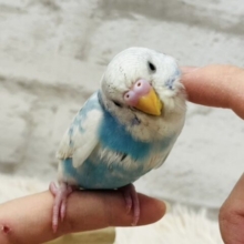 【動画更新🪄】インコ界のスーパーモデル爆誕！？セキセイインコ(スパングルパイド)