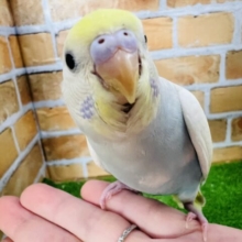 2/14更新！恥ずかしがり屋さん？💛優しい色合いのセキセイインコの(パステルレインボースパングル)入荷しました♥️