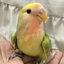 ✨最新画像✨未完成でも完成みかんちゃん！🍊💚 ̖́-コザクラインコ(タイガーチェリー/2024年12月生まれ)