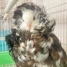 エレガンス貴婦人系鳩降臨✨ジャコウビン鳩(2024年5月生まれ)