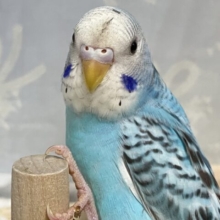 ✨最新画像✨寝起きの全力疾走！！🤩💨💨セキセイインコブルーオパーリン(2024年12月生まれ)