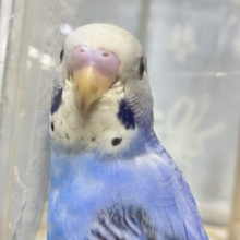 ✨最新画像✨描くよ青空ペインティング❕🎨セキセイインコ(ブルーオパーリン/2024年12月生まれ)