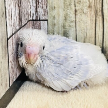 美しすぎるカラー💖セキセイインコ（ライラック）ヒナ