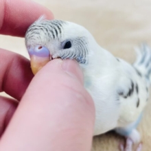 【最新画像更新🪄】可愛いが溢れてる♡♡セキセイインコ（クリームハルクイン）ヒナ
