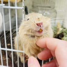 【最新画像・動画更新🪄】つぶらな瞳にメロメロです💕デグー（サンド）男の子