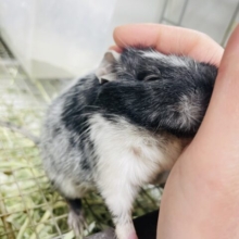 【最新画像更新🪄】キリッとしたお顔がかっこいい🖤🤍デグー（ブラックパイド）男の子