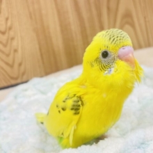 上目遣いが上手💓セキセイインコ（ハルクイン）ヒナ
