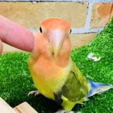 2/26更新☆レゲェなベイビー☆小桜インコ（タイガーチェリー）