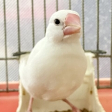 ✨3/23更新✨食べるの好き㌨🥴目指せ純白雪だるま☃️🤍꙳⟡白文鳥②(2025年2月上旬生まれ)