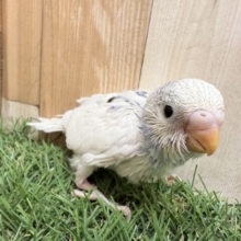 ちょこっと入るブルーがチャームポイント⭐️セキセイインコのパイド❣️
