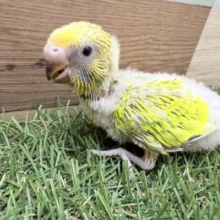 明るさMAXな元気っ子☀️セキセイインコのスパングル❣️
