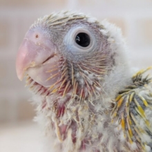 これからの成長楽しみ～🌞 ホオミドリウロコインコ(サンチーク)