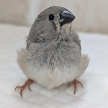 🌟最新画像🌟 ちょこんとかわいい～🩷 キンカチョウ(ノーマル)