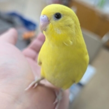🌟最新画像🌟 絶賛まっきっき中です～🍋 セキセイインコ(ダブルファクター)