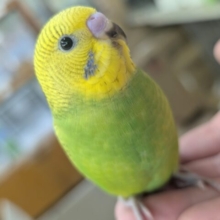 🌟最新画像🌟 落ち着いた新緑カラー🌳 セキセイインコ(グリーンスパングル)