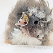 ちょこんとかわいい～🐤 キンカチョウ(パイド)
