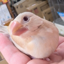 🌟最新画像🌟 とっても輝いてます～✨ シナモン文鳥🐣