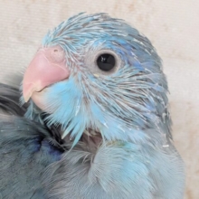 🌟最新画像🌟 鮮やかブルーのマメちゃん～💙 マメルリハインコ(ブルー)男の子