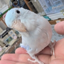 🌟最新画像🌟 カキカキが好きなおっとりマメさん～🩵 マメルリハインコ(アメリカンホワイト)男の子