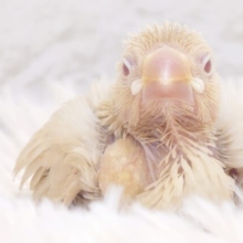 ご飯のりずむは　トントンつーー　とんとんとん。。つー　だよっ☆　シナモン文鳥～～