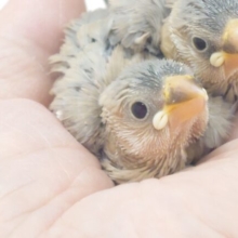見つめられたら。。もう。。夢にでてくるしっ　仕事も勉強もそっちのけー　色変わり文鳥～～