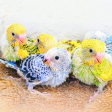 春です☆　セキセイひな飼育おうえんフェア♫　千葉店～～