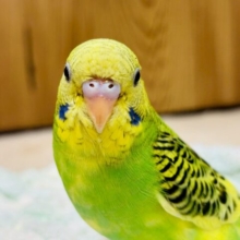 【最新画像更新🪄1人エサになりました☆】つぶらな瞳♥セキセイインコ(パイド)ヒナ