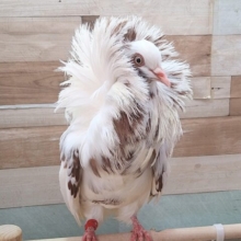 ジャコビン鳩レオナルド様、降臨！！