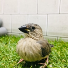 つぶらな瞳がチャームポイント☆☆　桜文鳥