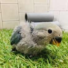 独特な色合いが魅力的★☆★☆　コザクラインコ（ブルーチェリー）