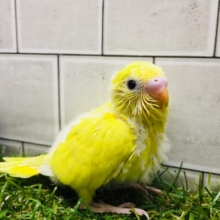 ヒヨコにそっくり⁉⁉　セキセイインコ（ダブルファクター）