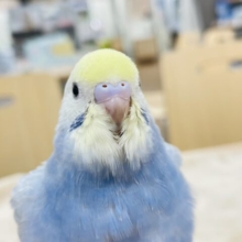 【最新画像更新🪄】微笑みの天使ちゃん👼セキセイインコ（パステルレインボー）ヒナ