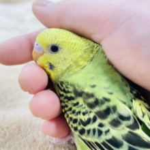 【最新画像更新🪄カゴデビューしました☆】暴れん坊な元気ハツラツっ子☆☆セキセイインコ（オパーリン）ヒナ