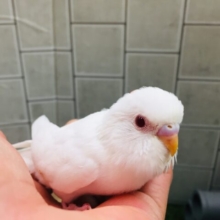 美しいこの見た目！！　セキセイインコ(アルビノ)