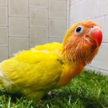 灼熱カラー🔥🔥🔥　ヤマブキボタンインコ(イエロー)