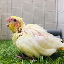 小さな赤目翼竜登場⁉️⁉️   オカメインコ(ルチノー)