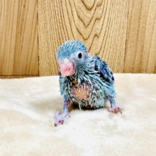 ちっちゃくてかわいい♡マメルリハ（男の子）のヒナ