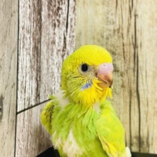 キリッとして可愛いの♡*゜セキセイインコ(スパングル)ヒナ