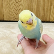 たくさん飛ぶよ🪽🫧セキセイインコ(パステルレインボースパングル)ヒナ